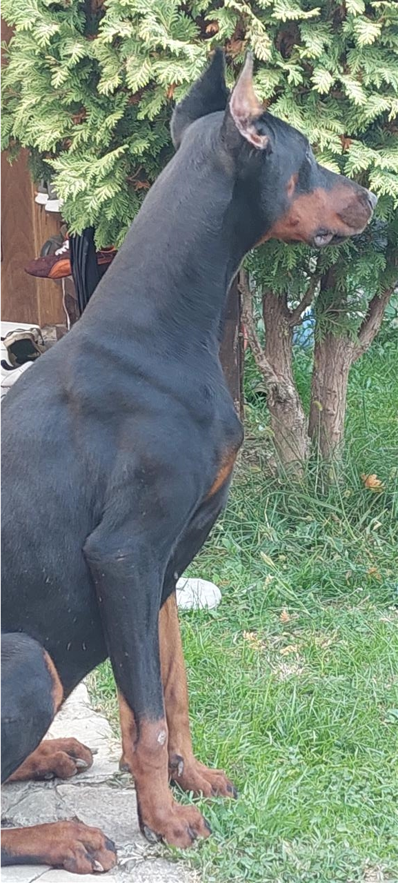 Doberman