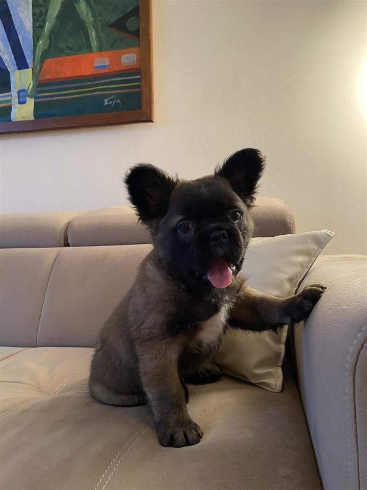 Fluffy-Francuski-Buldog