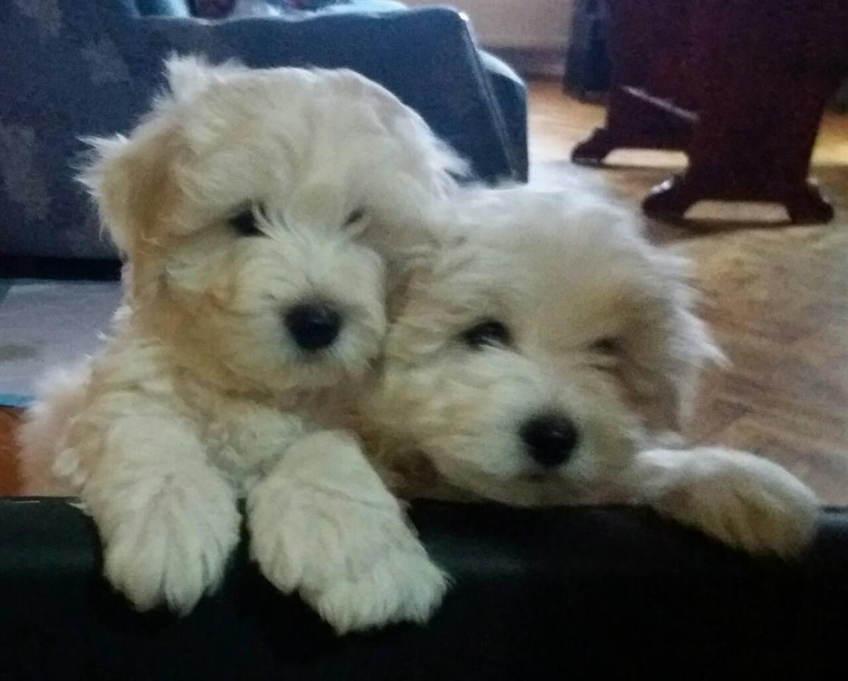 Coton-de-Tulrar---štenci-
