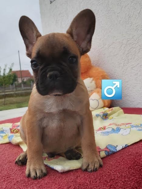 Francuski-buldog-