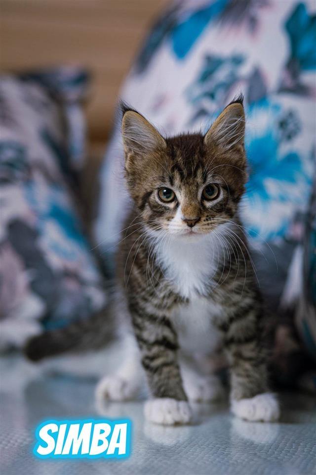 Maine-Coon-macici