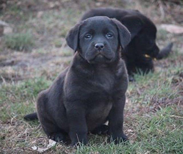 Štenci-labrador-retrivera-