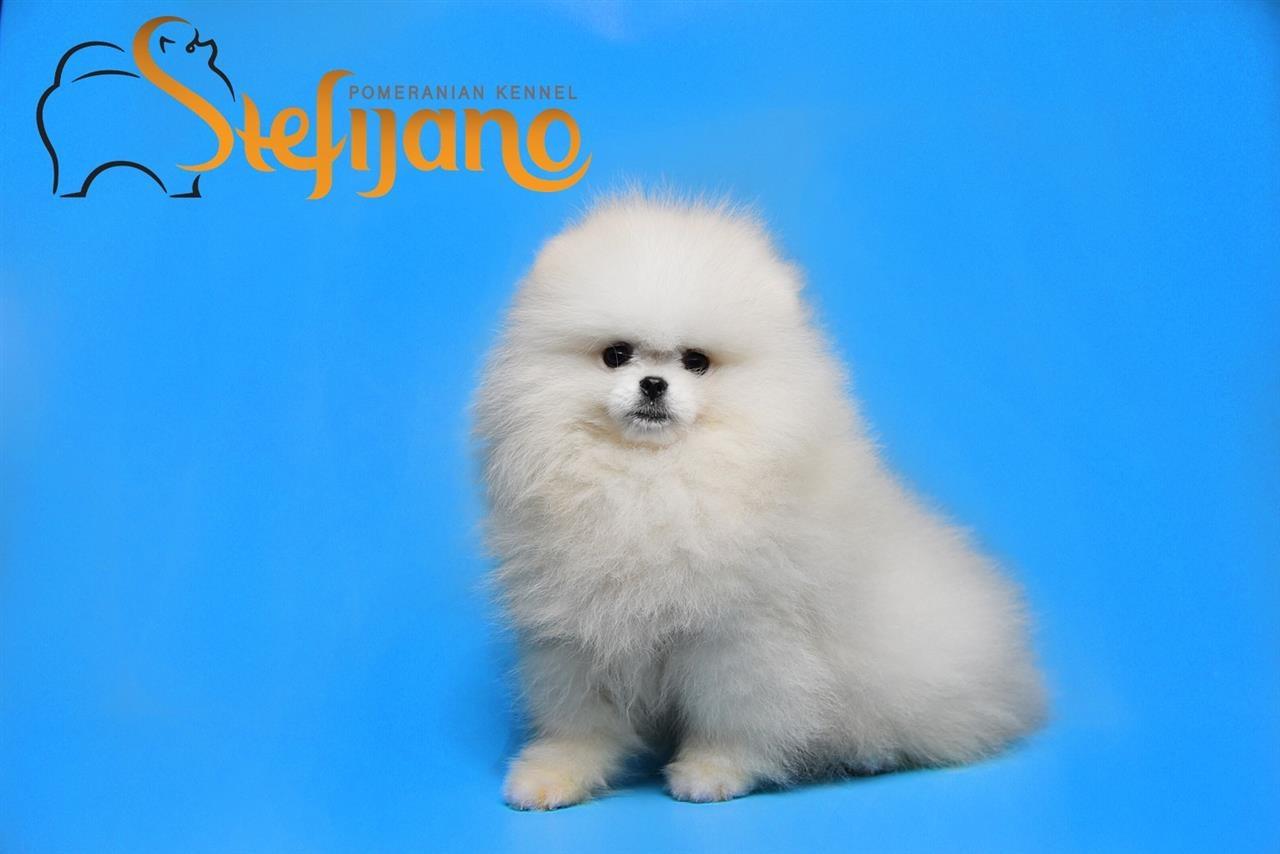 Boo-beli-pomeranac