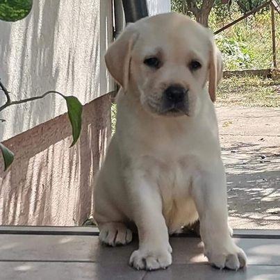 Stenci-LABRADOR-RETRIVERA-