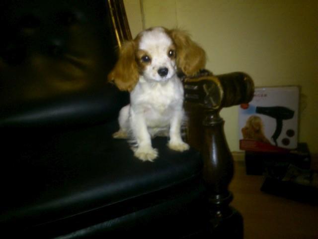 Cavalier-King-Charles-Spaniel-musko-stene
