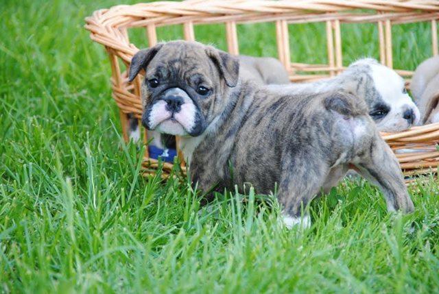 Engleski-buldog-