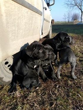 Cane-corso-štenci
