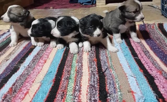 Border-Collie