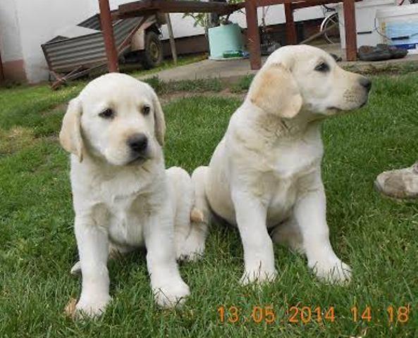 Labrador-retriver--zenski-stenci