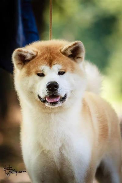 Akita-Inu-