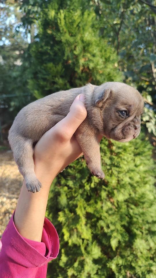 Francuski-Buldog