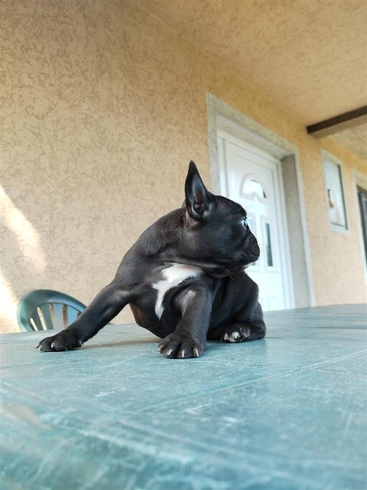 Francuski-buldog