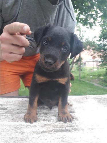 Nemački lovni terijer štenci
