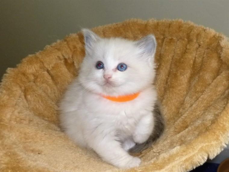 Ragdoll