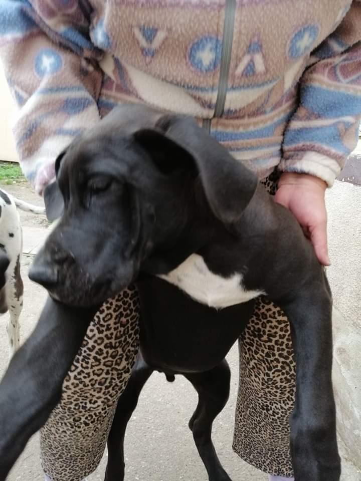 Nemačka-doga-štenci-
