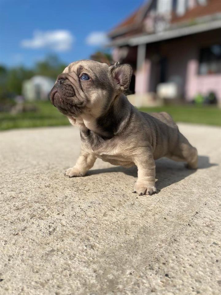 Francuski-buldog