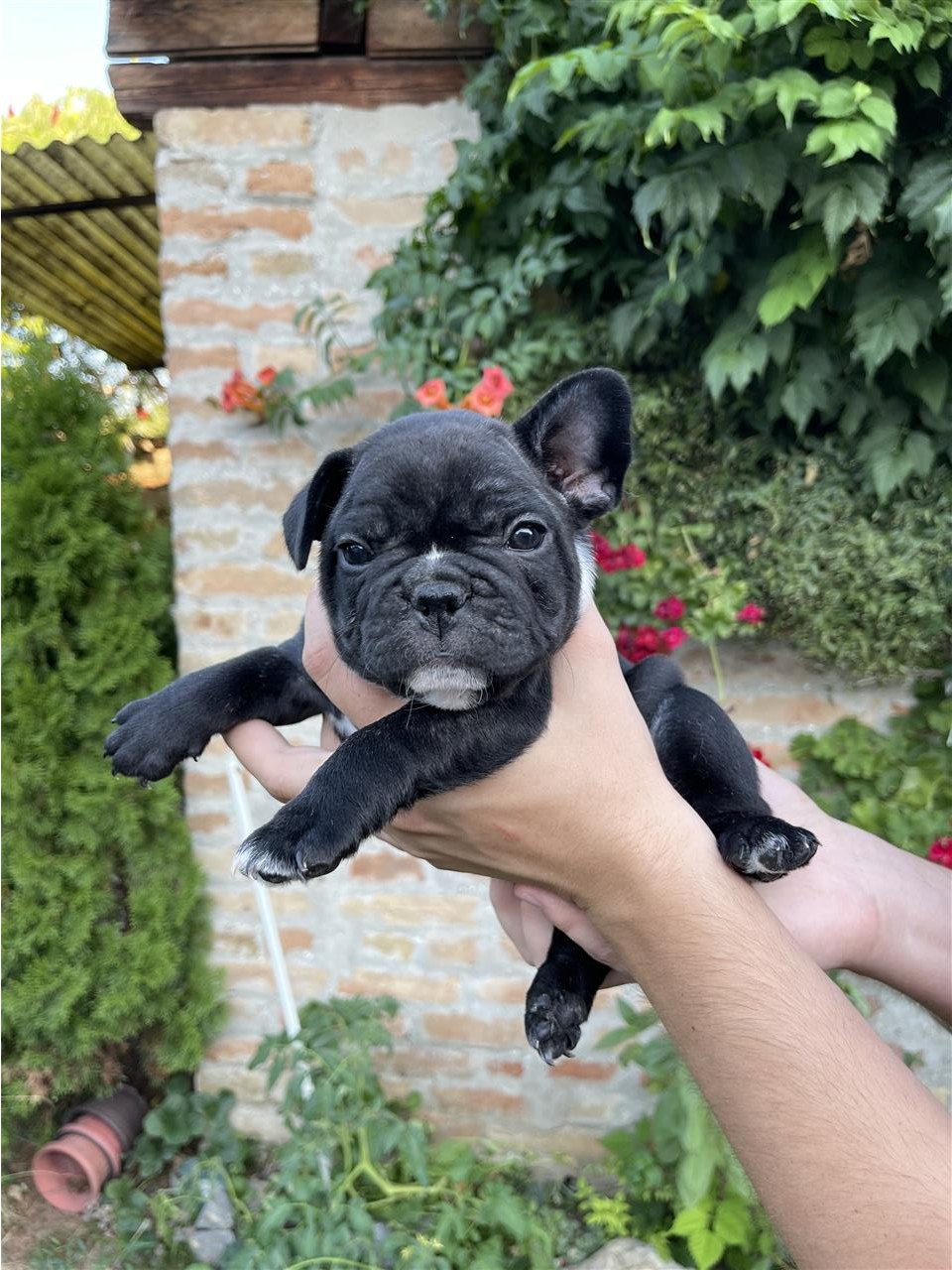 Francuski-buldog