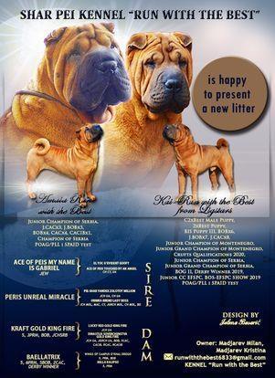 Shar-Pei-leglo-