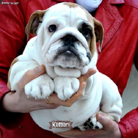 Engleski-Buldog-