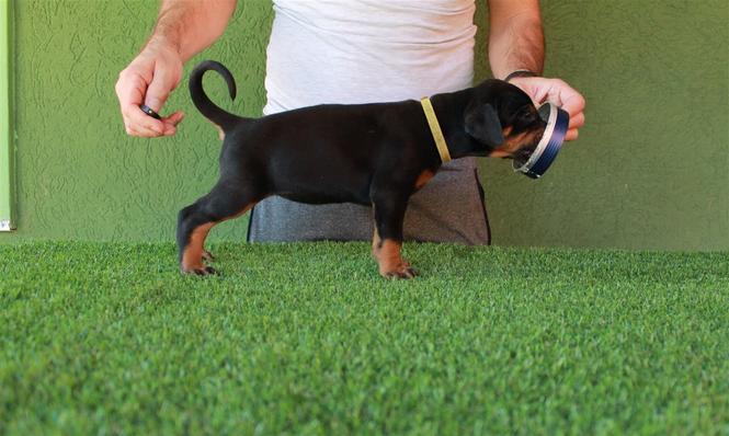 Doberman stenci 
