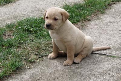 Labrador-retriver-stenad