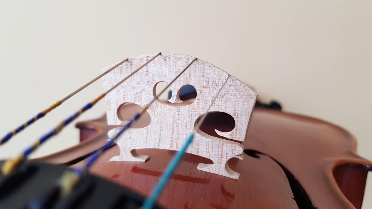 Viola