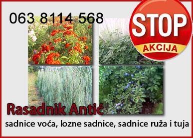 Sadnice voća 