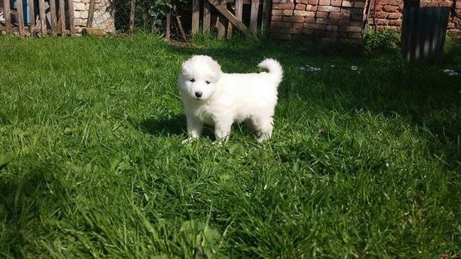 SAMOJED ženkica