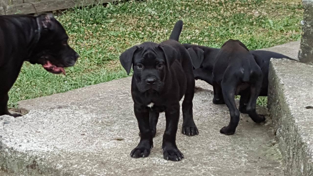 Cane-corso-stenci