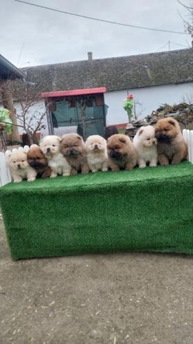 Chow chow-cau cau
