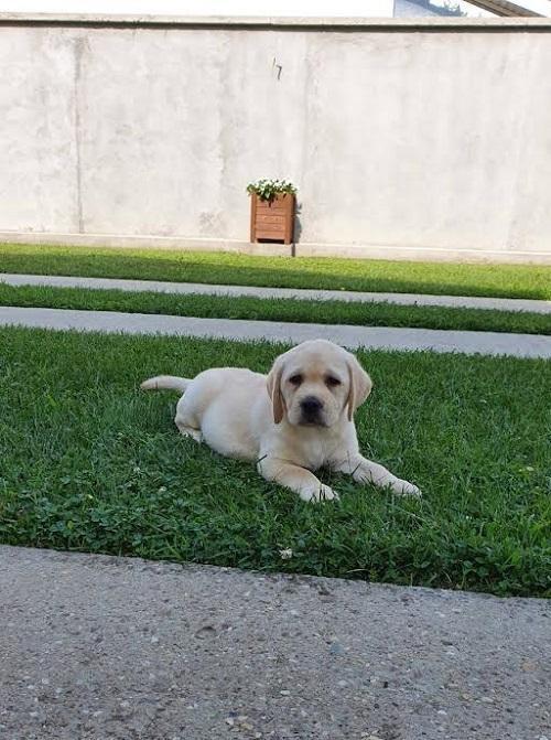 LABRADOR-stenci