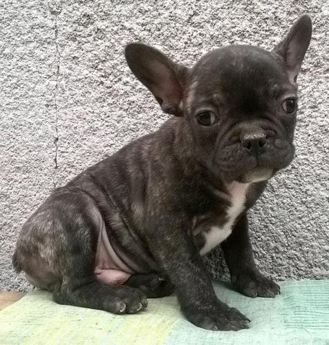 Francuski buldog, stenad