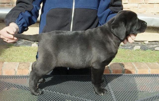Labrador-retriver-hit-leglo-