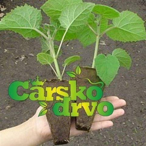 Paulownia-semena+saveti