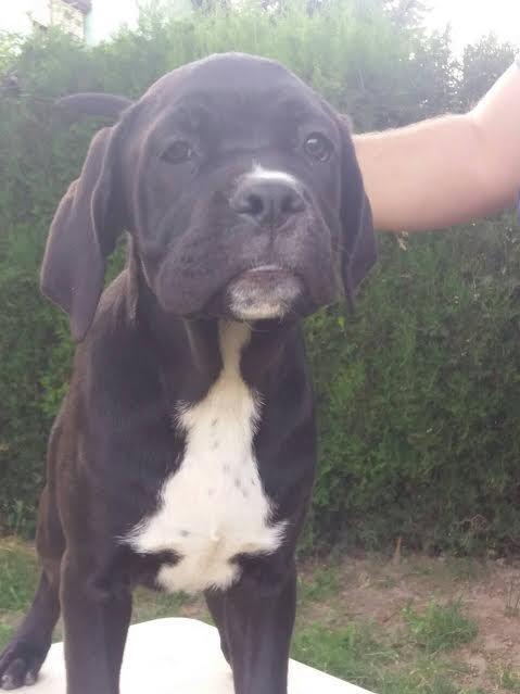 Cane-corso-stenci