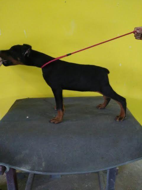Doberman-štenci-