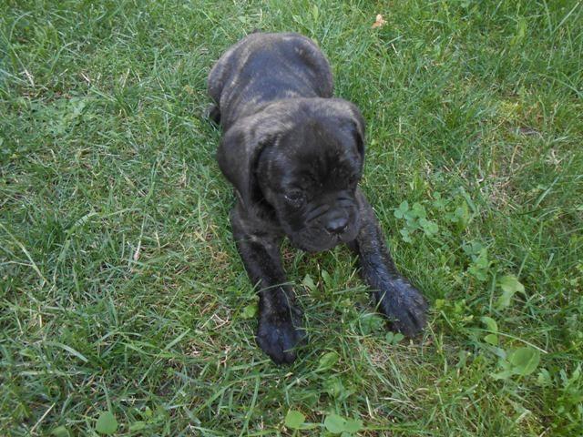 Cane-Corso--stenci-