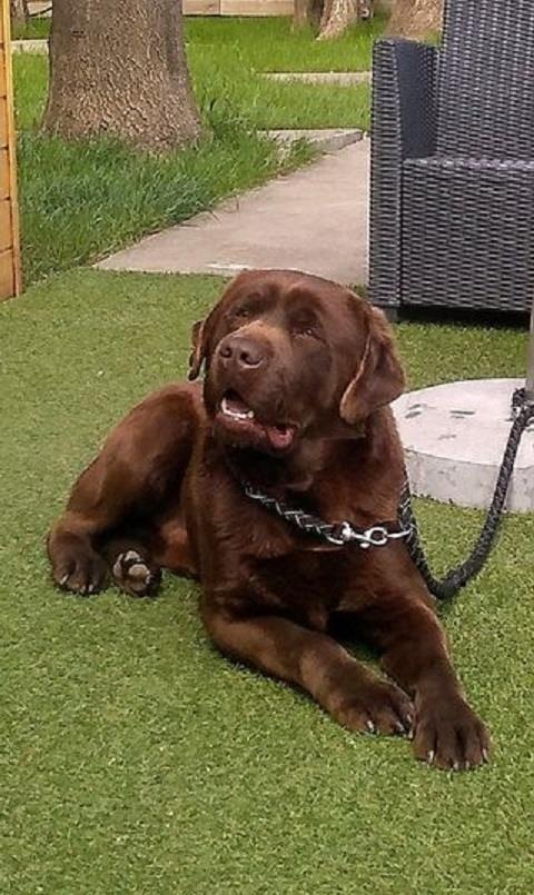 Labrador-retriver--braon-štenad