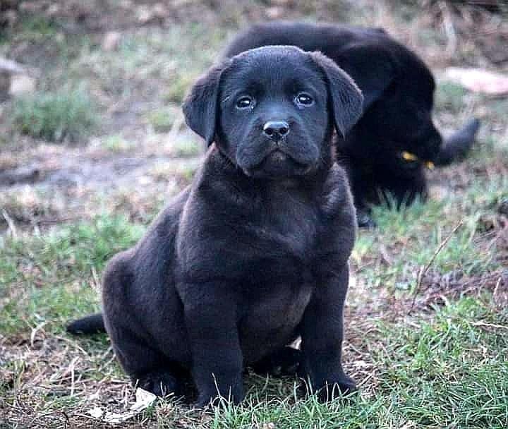 Labrador-retriver--štenci