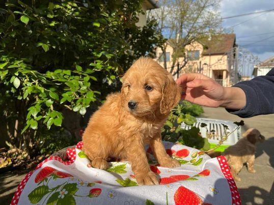 Preslatki-Cavapoo-stenci-