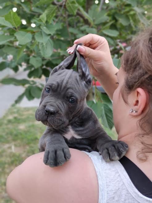 Cane-Corso-štenci-