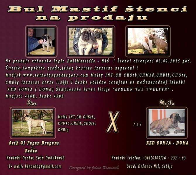 Bul-mastif-stenci