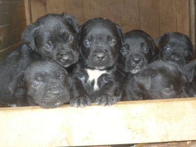 Stenci-Cane-Corso