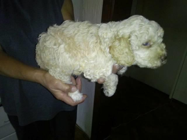 Lagotto-romagnolo--štenci