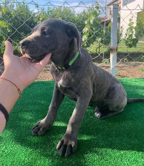 Cane-Corso--štenci