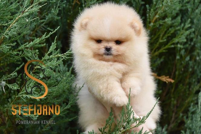 Pomeranski spic