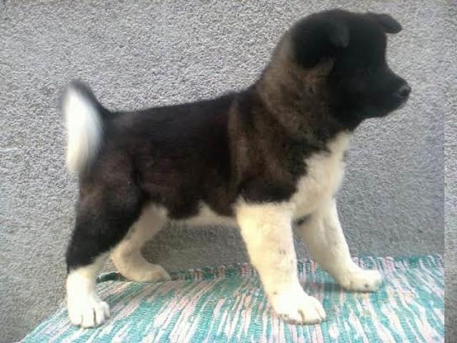 Americka-Akita---kvalitetna-stenad