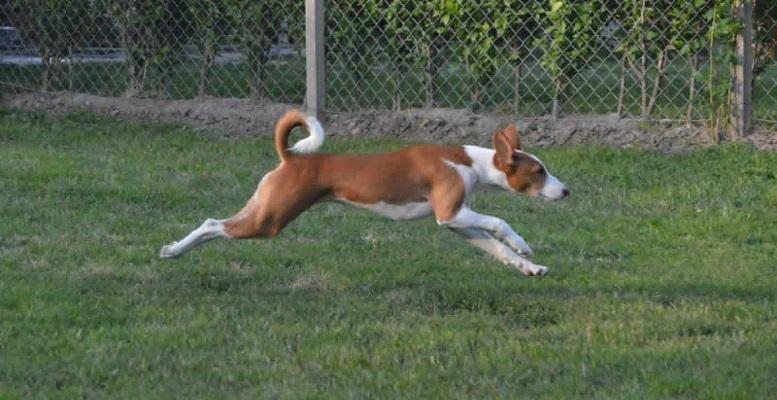 BASENJI-štenci