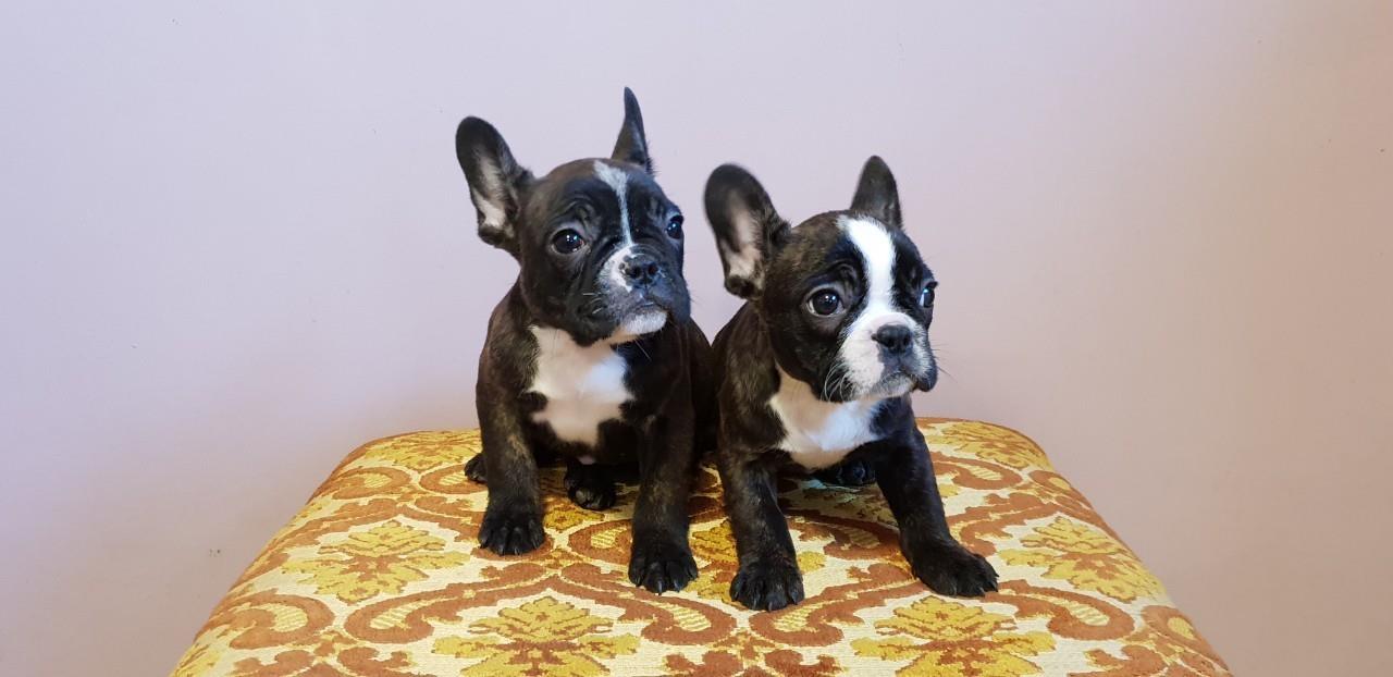 Francuski-buldog-štenci