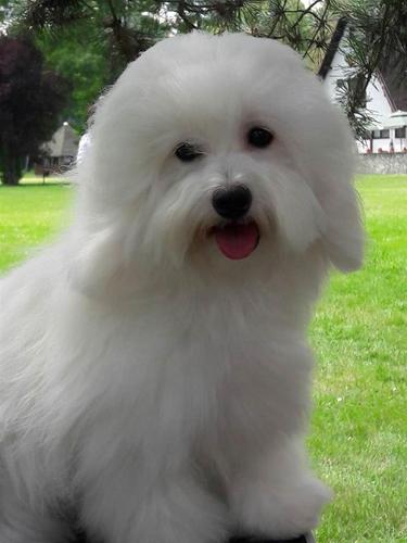Coton de Tulear - mlada zenka